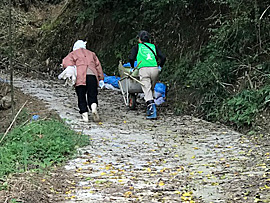 自宅裏山の銀杏畑へ