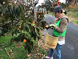 めぐみの会生産者の柿の収穫支援