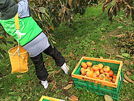 めぐみの会生産者の柿の収穫支援