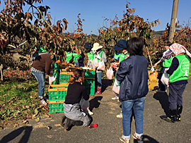 めぐみの会生産者の柿の収穫支援