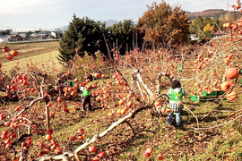 めぐみの会生産者の柿の収穫支援