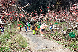 めぐみの会生産者の柿の収穫支援