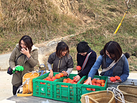 めぐみの会生産者の柿の収穫支援