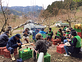 めぐみの会生産者の柿の収穫支援