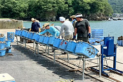 石巻市の小さな漁村・蛤浜での養殖カキのボランティア作業のようす