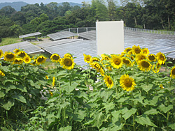 神在太陽光発電所（福岡県糸島市）