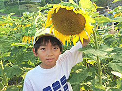 小国町のひまわり畑で