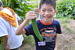 野菜を収穫