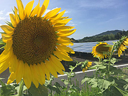 神在太陽光発電所（糸島市）のひまわり