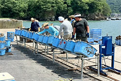 蛤浜でのカキの種つけ作業のようす