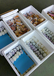 グリーンコープ生協おおいたの共同購入と店舗のワーカーズが協力して、手作りのおにぎりやお菓子などを届けました。
