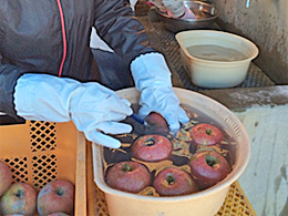 りんご農園の支援