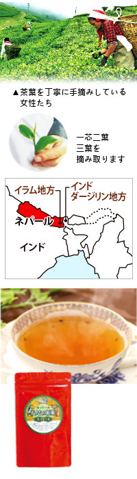 ネパール イラムの紅茶 ストレート(ティーバッグ) 24g(2g×12袋)