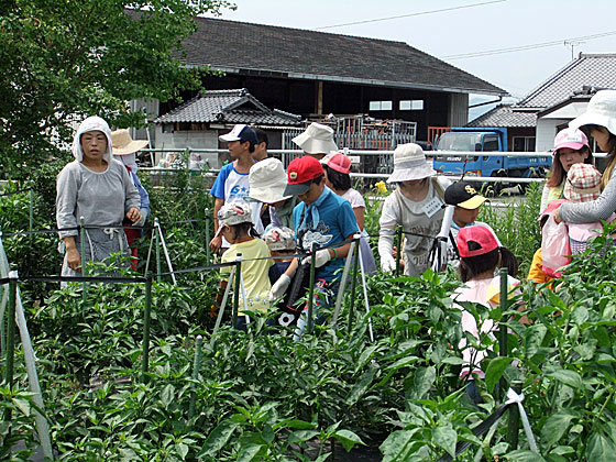 大きなししとうがたくさんなっています