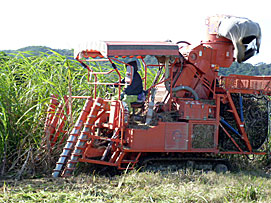 箕輪さんの圃場/ハーベスタ（収穫機）での収穫の様子を見ました。最近は多くの生産者が使用されているそうです